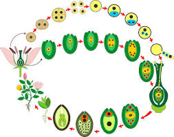 Ciclo de reprodução das angiospermas