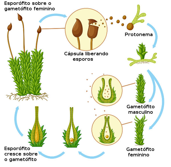 Ciclo reprodutivo das briófitas