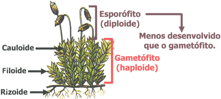 Estrutura física das briófitas