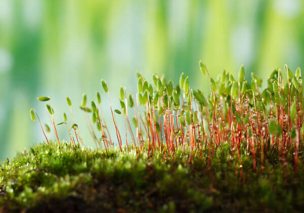 Planta briófita.