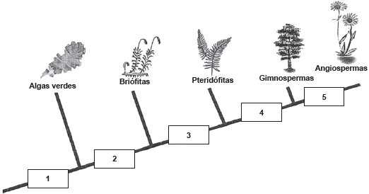Cladograma do Reino Plantae.