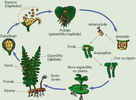 Ciclo de vida das pteridófitas
    homósporas